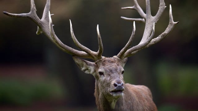 Ein Rothirsch steht im Wald (Symbolbild): In einem verstörenden Video ist die Tötung eines Tiers zu sehen.