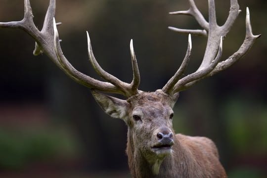 Ein Rothirsch steht im Wald (Symbolbild): In einem verstörenden Video ist die Tötung eines Tiers zu sehen.