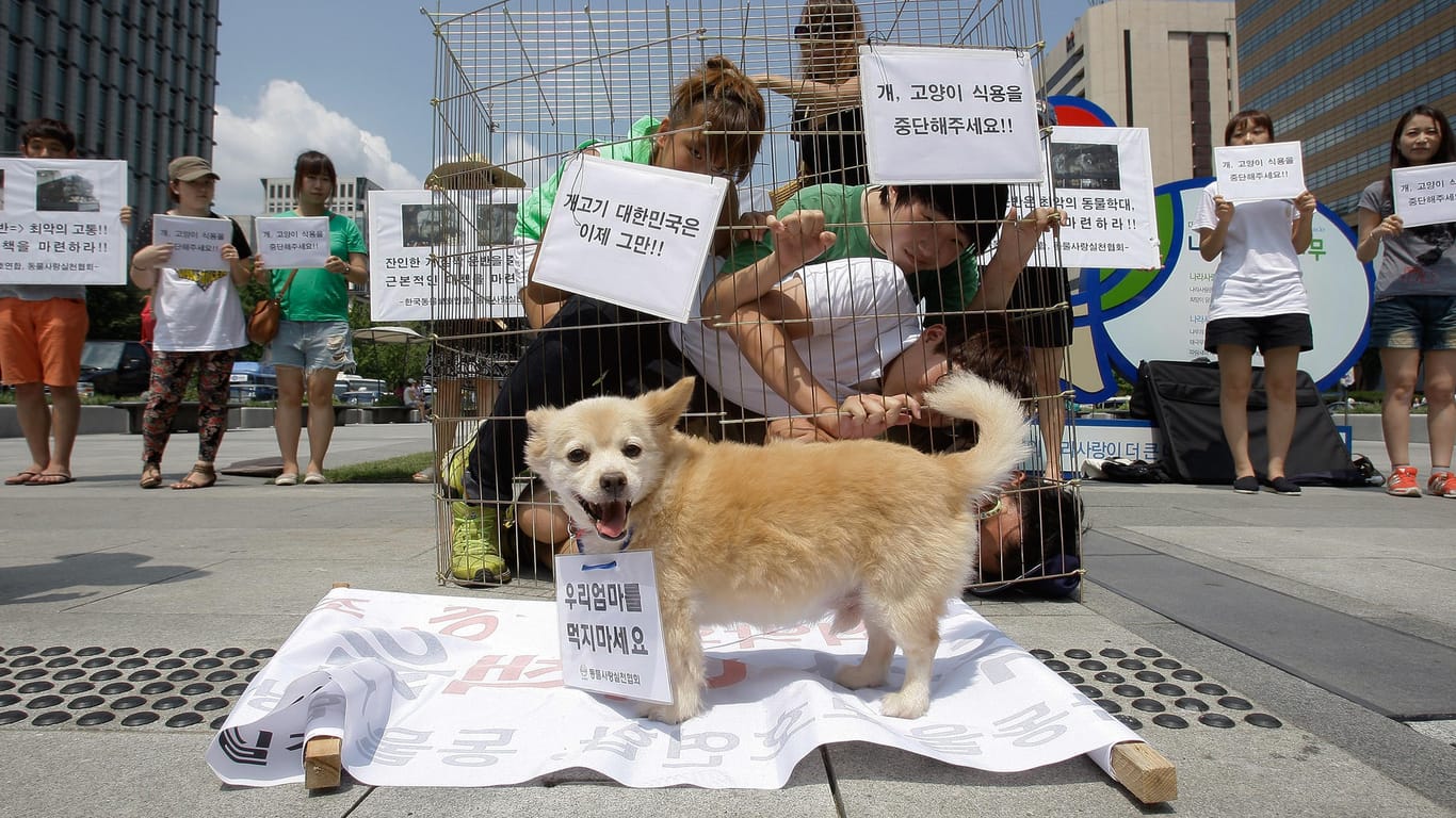 Anti Dog Meat Protest Held In Seoul