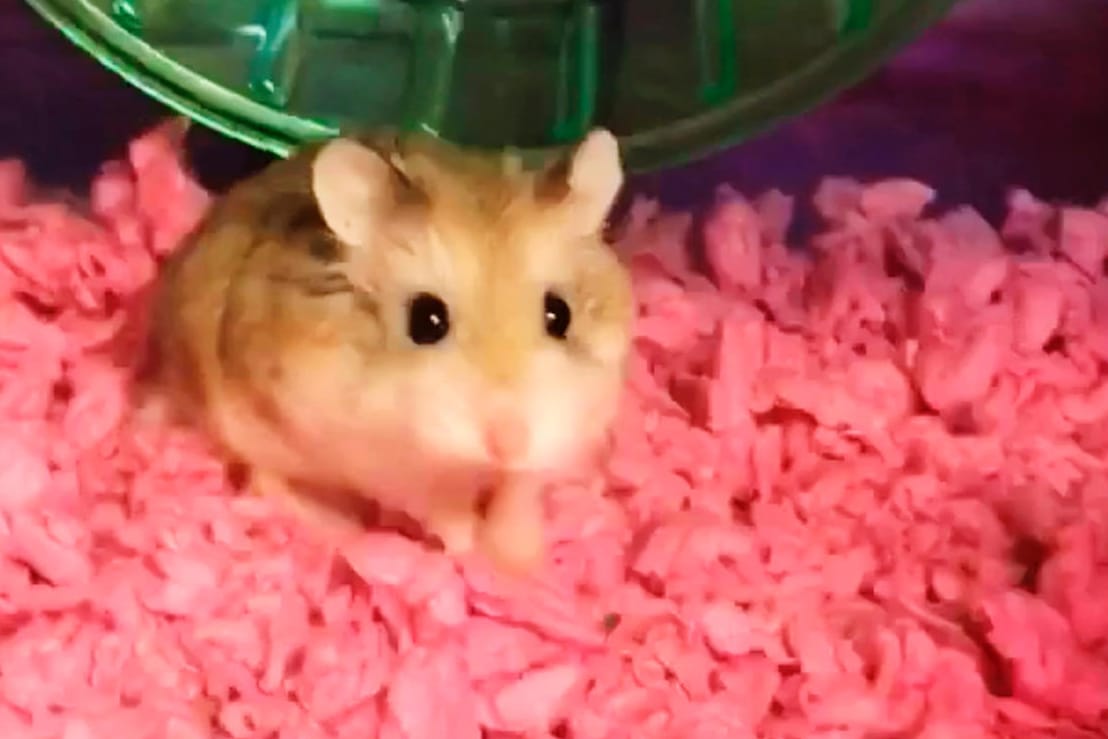 Der Zwerghamster "Pebbles": Passagierin spült Hamster die Bordtoilette hinunter.