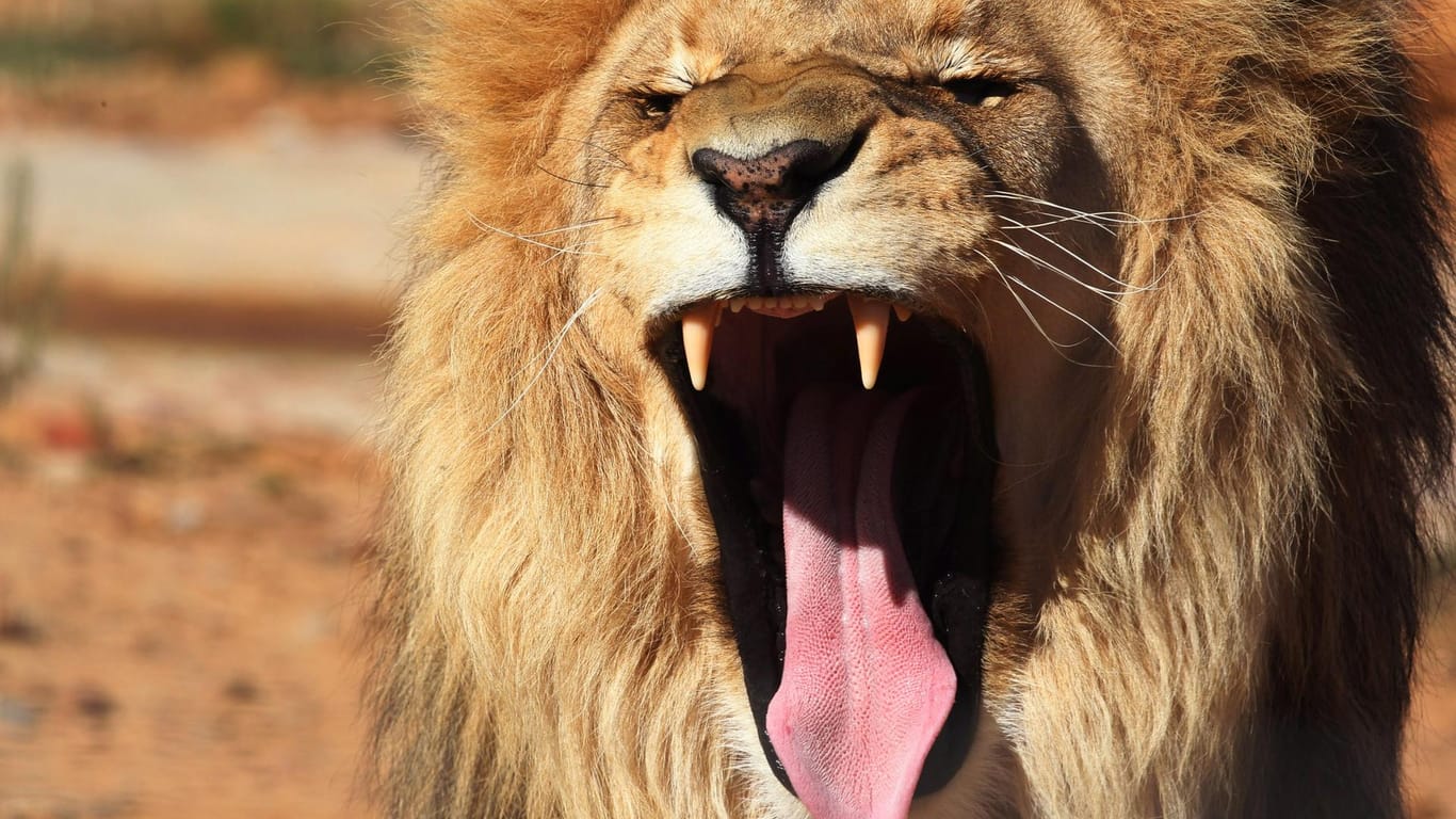 Ein Löwe reißt sein Maul auf: Ein Rudel Löwen hat in Südafrika in der Nähe des bei Touristen beliebten Krüger-Nationalparks einen mutmaßlichen Wilderer zerfleischt. (Archivbild)