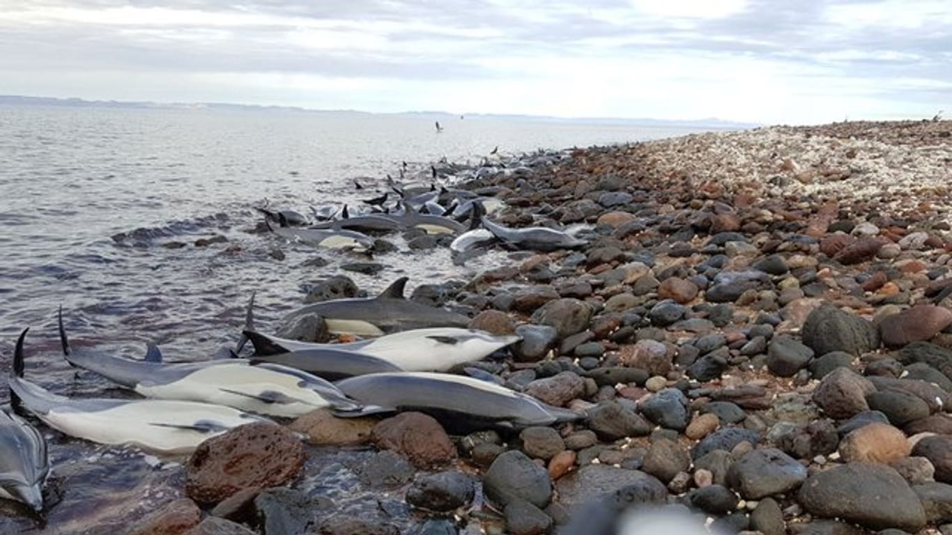 Tote Delfine liegen auf einem felsigen Strand der Halbinsel Baja California.