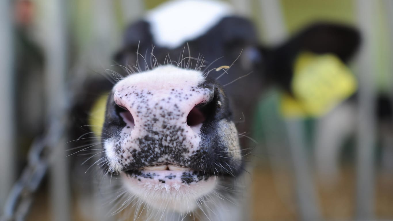 Eine Kuh in einem Zuchtbetrieb (Symbolbild): In den Niederlanden gibt es einen BSE-Fall.