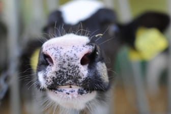 Eine Kuh in einem Zuchtbetrieb (Symbolbild): In den Niederlanden gibt es einen BSE-Fall.