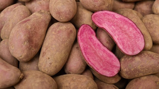 Kartoffel des Jahres 2018: "Rote Emmalie"
