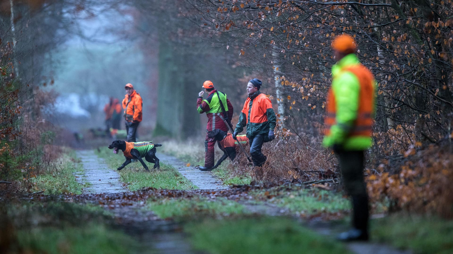 Wildschweinjagd gegen Schweinpest: Wildtreiber in der Nähe von Glaisin (Mecklenburg-Vorpommern).