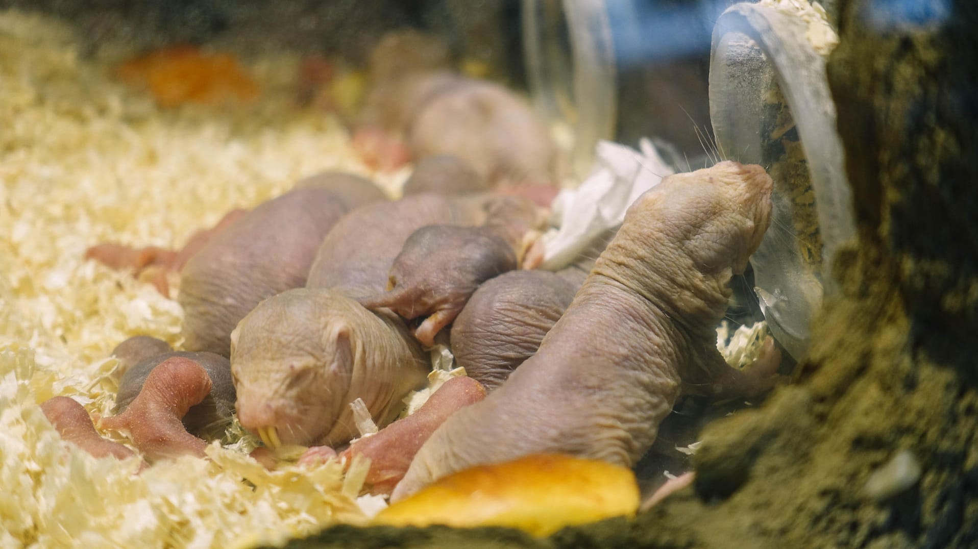 Nacktmullkolonie im Tierpark Friedrichfelde in Berlin: Das Übereinanderlaufen dient dem Erkennen, der Kontaktpflege und dem Dominanzverhalten der Tiere untereinander.