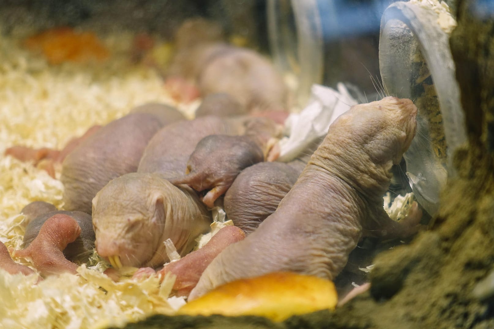 Nacktmullkolonie im Tierpark Friedrichfelde in Berlin: Das Übereinanderlaufen dient dem Erkennen, der Kontaktpflege und dem Dominanzverhalten der Tiere untereinander.