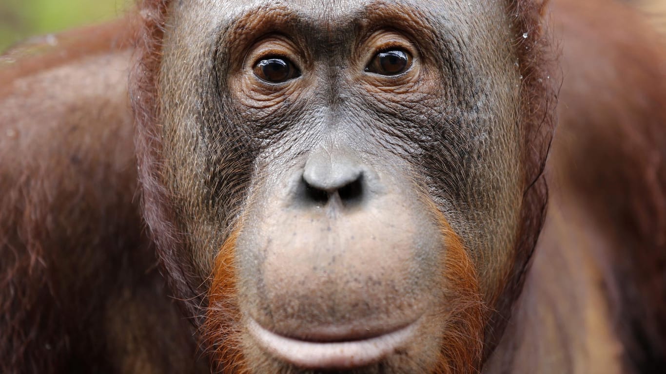 Ein männlicher Orang-Utan auf Borneo schaut in die Kamera: Vier Bauern haben einen Orang-Utan auf Borneo mit 130 Schüssen getötet. (Archivbild)