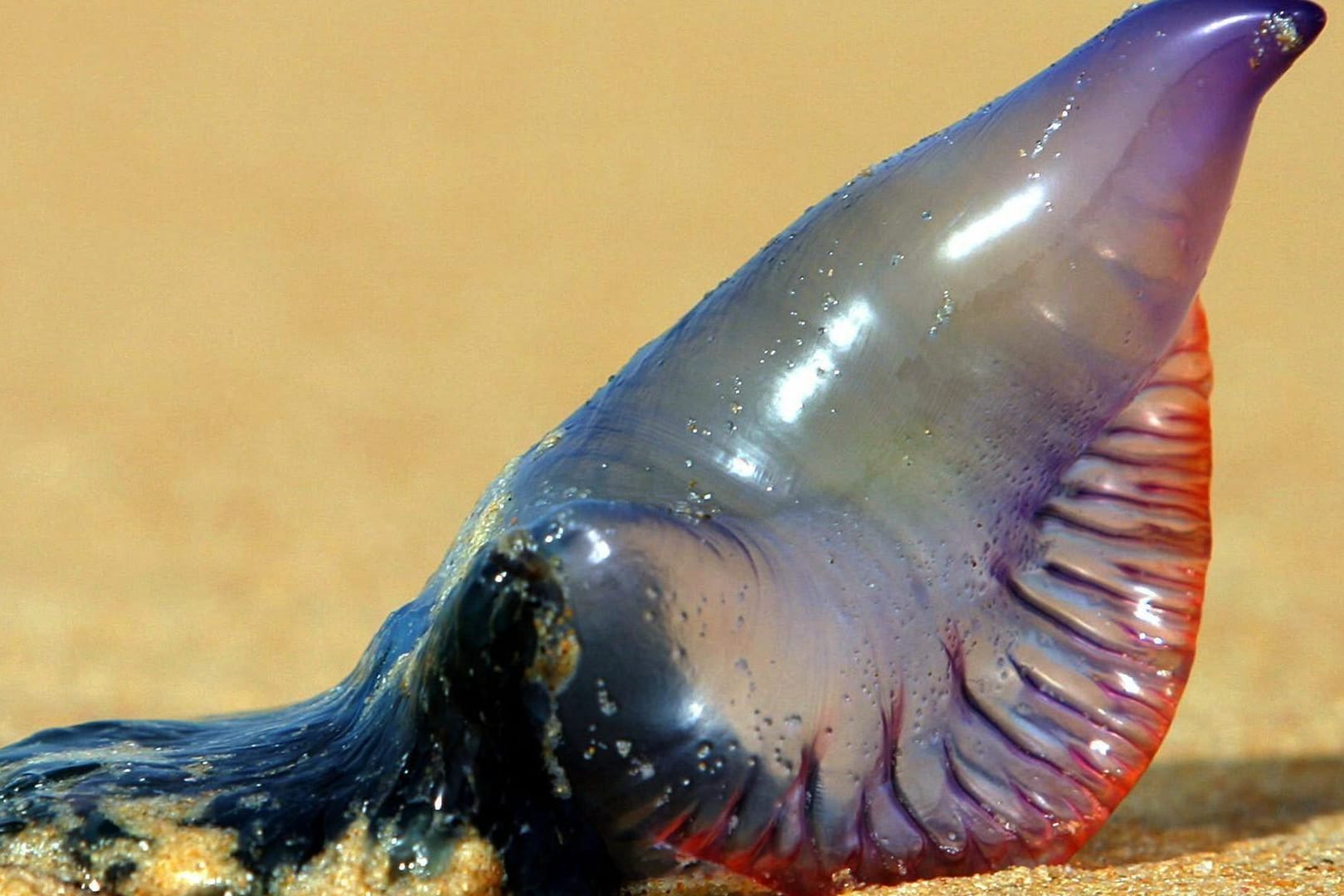 Die Portugiesische Galeere – eine Quallenart – verletzte 23 Touristen an einem beliebten Strand in Thailand.