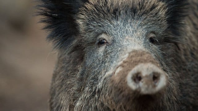 Durch eine "ganzjährige Bejagung" soll eine "erhebliche Ausdünnung der Schwarzwildpopulation erreicht werden", heißt es in der Verordnung. Durch eine "ganzjährige Bejagung" soll eine "erhebliche Ausdünnung der Schwarzwildpopulation erreicht werden", heißt es in der Verordnung.