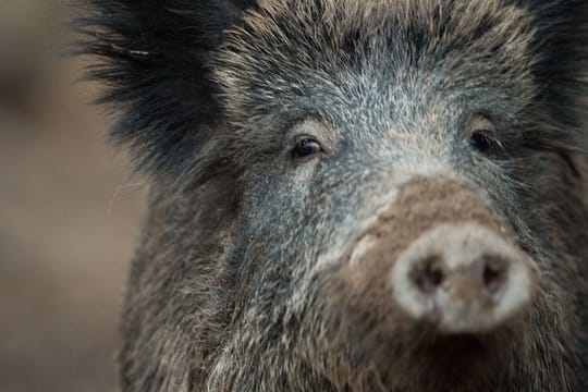Durch eine "ganzjährige Bejagung" soll eine "erhebliche Ausdünnung der Schwarzwildpopulation erreicht werden", heißt es in der Verordnung.