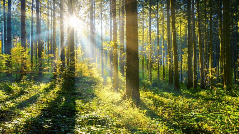 Sonne scheint durch Bäume: Investitionen in Wälder versprechen eine hohe Rendite. Doch Anleger sollten bei den Angeboten genau hinschauen.
