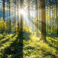 Sonne scheint durch Bäume: Investitionen in Wälder versprechen eine hohe Rendite. Doch Anleger sollten bei den Angeboten genau hinschauen.