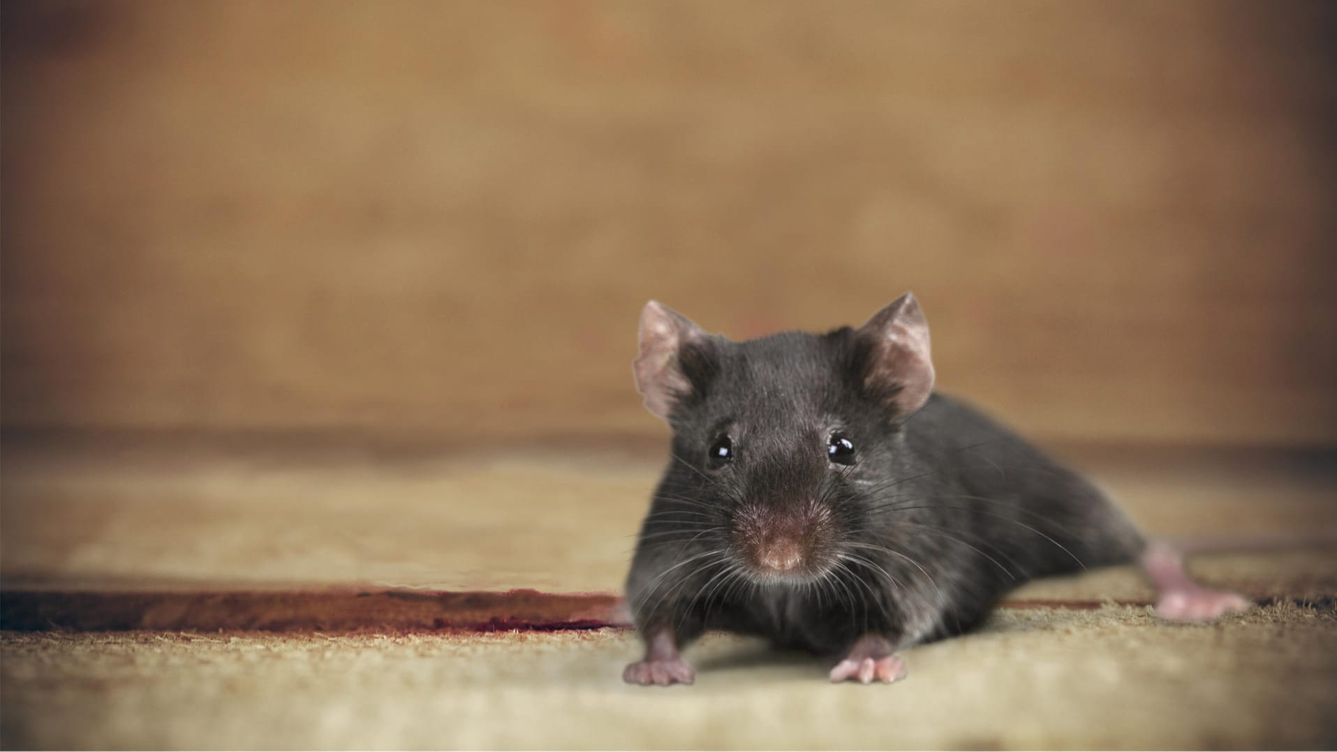 Maus Maus
