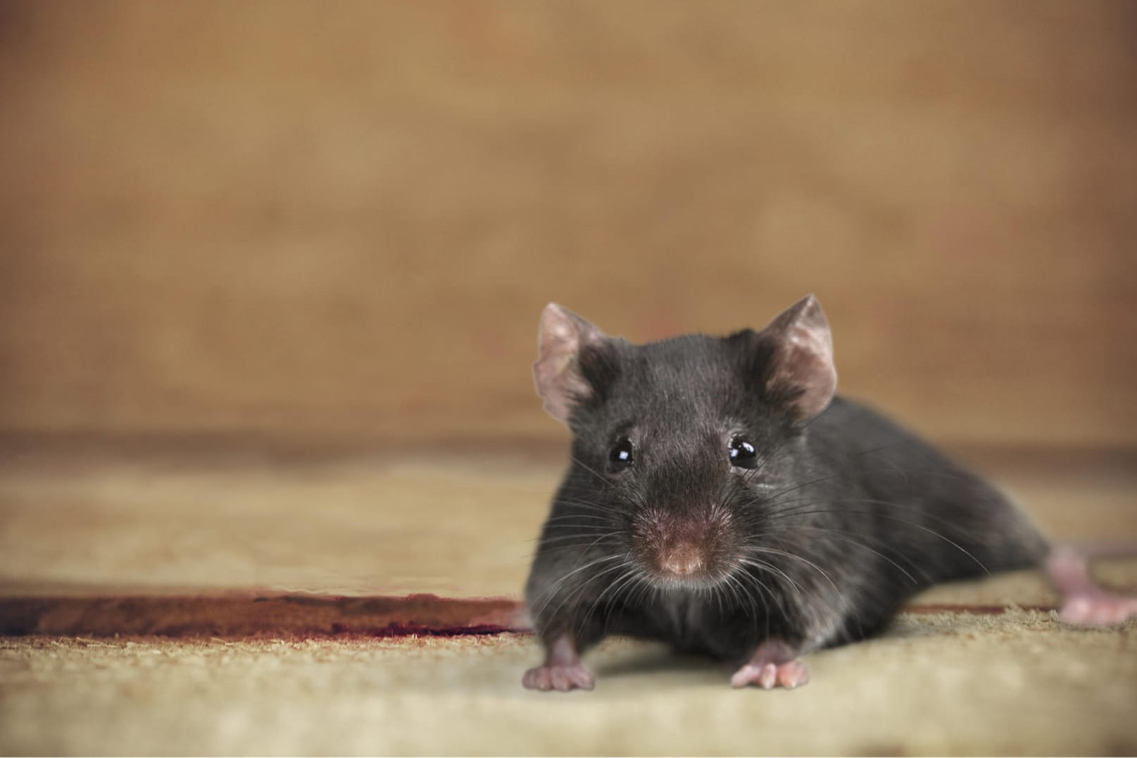 Maus Maus