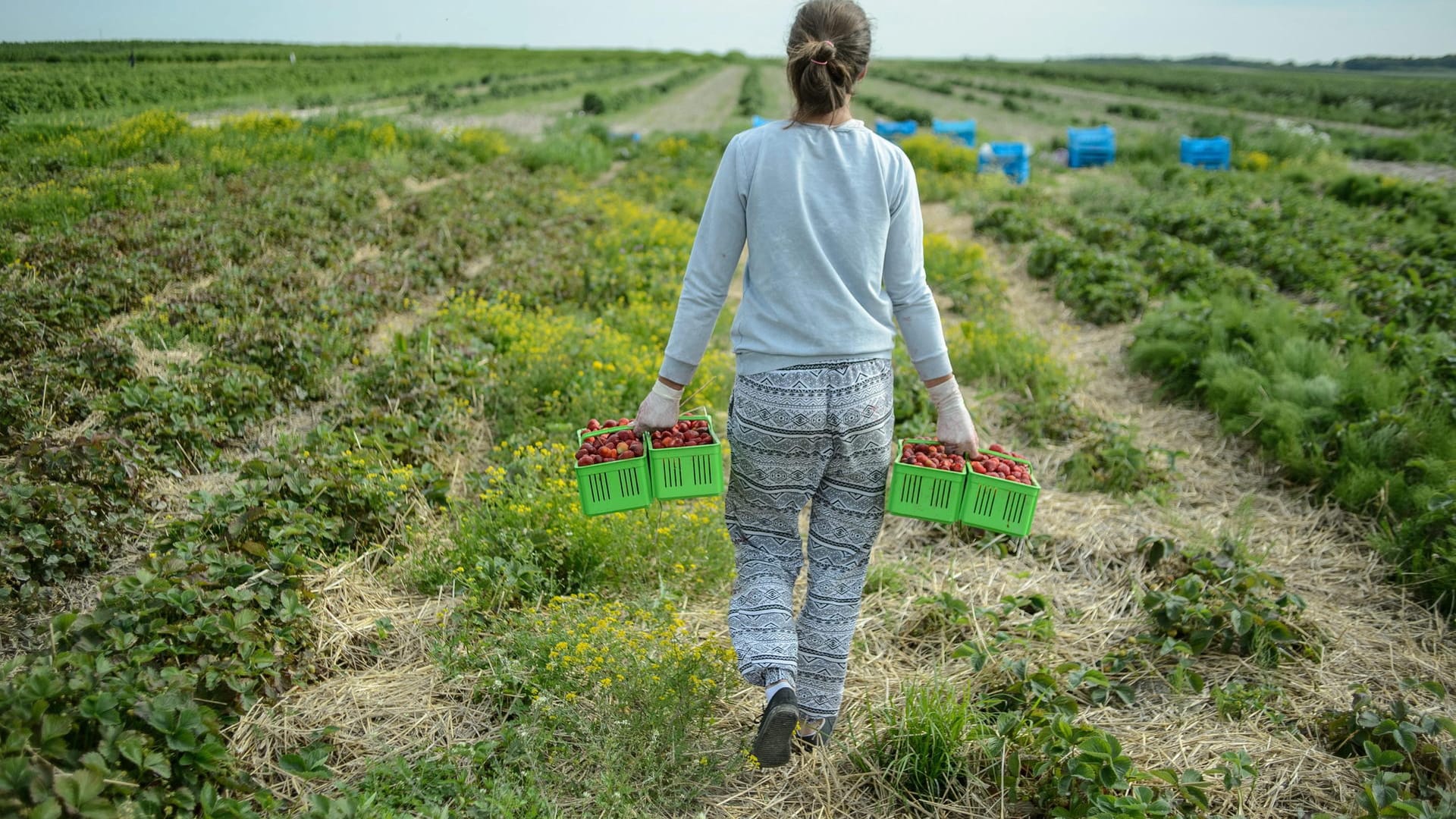 Erdbeerernte in Polen: Das Land profitiert erheblich von EU-subventionen, will sich aber nur sehr eingeschränkt an gemeinsame Standards halten.