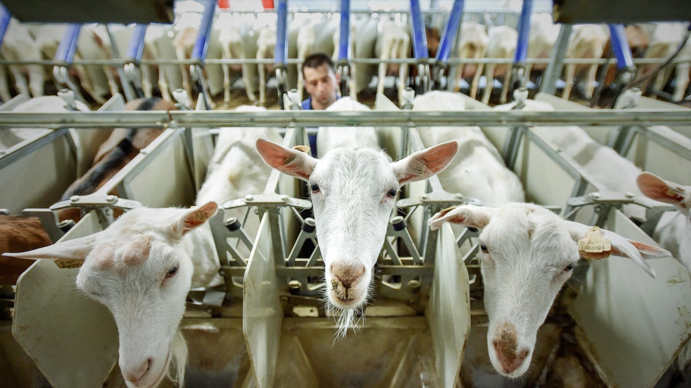 Ziegen-Bauernhof in Tschechien: Aufgrund europäischer Subventionen konnte der Bauer einen neuen Melkstand bauen.