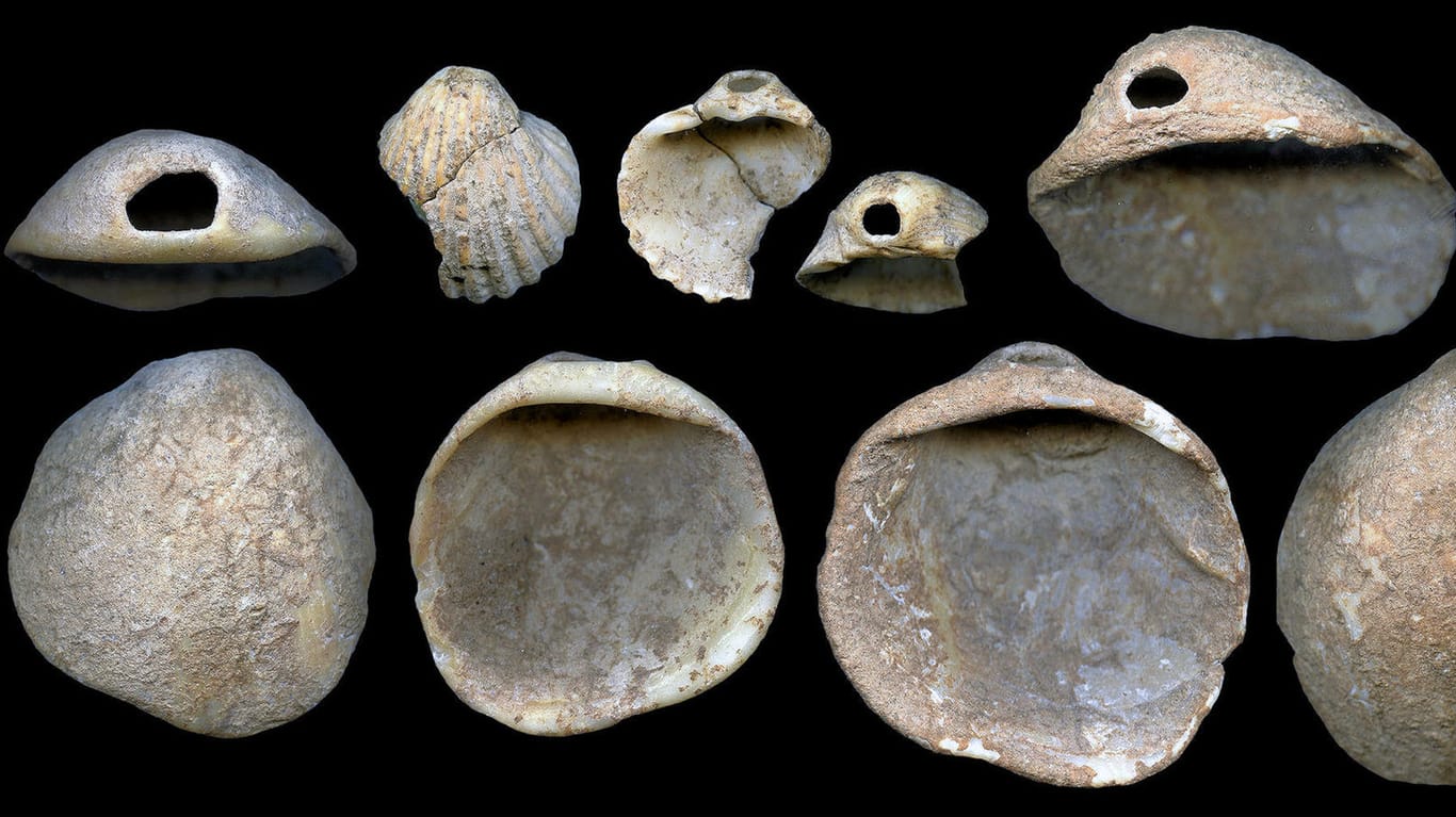 Das Bild zeigt perforierte Muscheln, die in Sedimenten in einer Höhle gefunden wurden und rund 115 000 Jahre alt sind: Neue Funde legen nahe, dass der Neandertaler die ältesten Kunstwerke der Welt geschaffen hat.