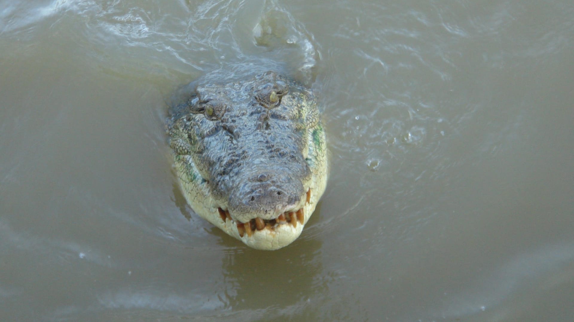 Ein Salzwasser-Krokodil schwimmt durch einen Fluss: In Indonesien hat ein riesiges Krokodil eine Frau zerfleischt. (Symbolbild)