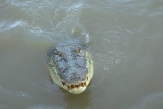 Ein Salzwasser-Krokodil schwimmt durch einen Fluss: In Indonesien hat ein riesiges Krokodil eine Frau zerfleischt. (Symbolbild)