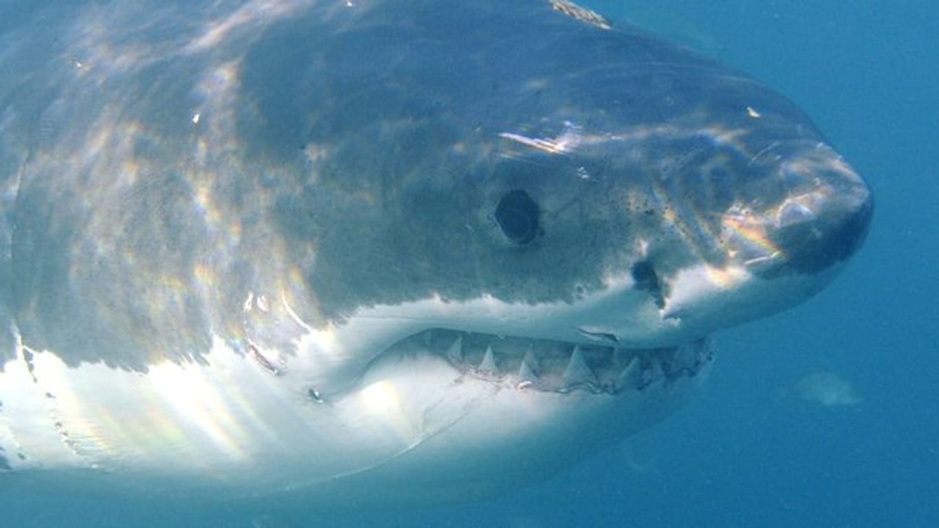 Unweit der australischen Metropole Sydney ist eine Schwimmerin von einem Weißen Hai attackiert worden.