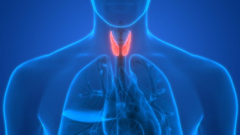 Schilddrüse im menschlichen Körper: Hinweis auf eine kranke Schilddrüse gibt eine Blutuntersuchung.
