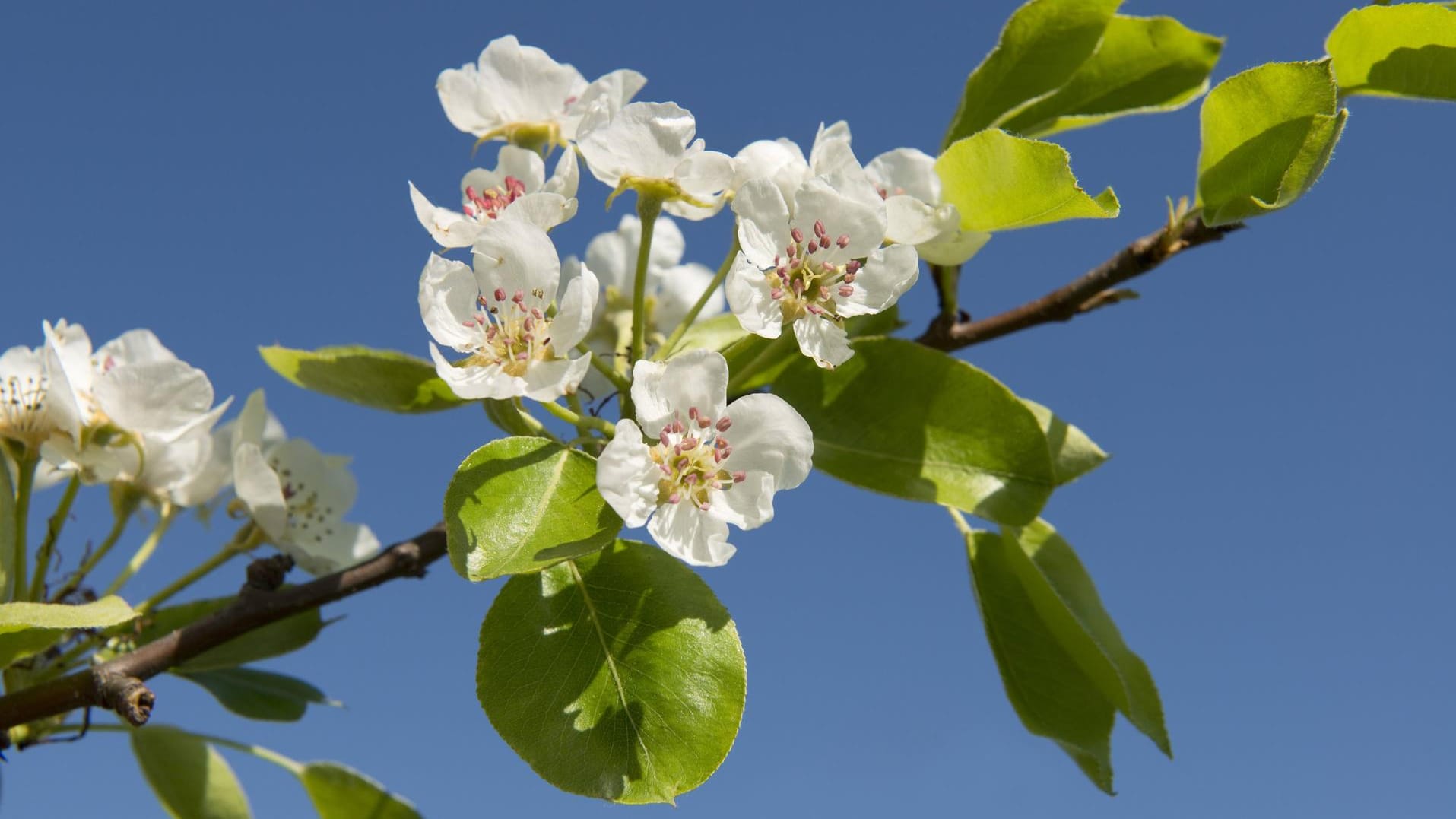 Zweig eines Birnbaums mit Blüten.