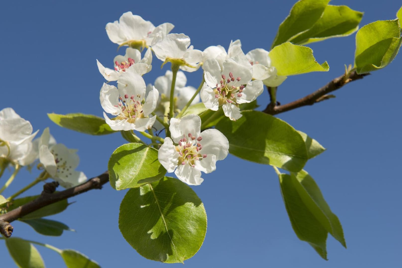 Zweig eines Birnbaums mit Blüten.