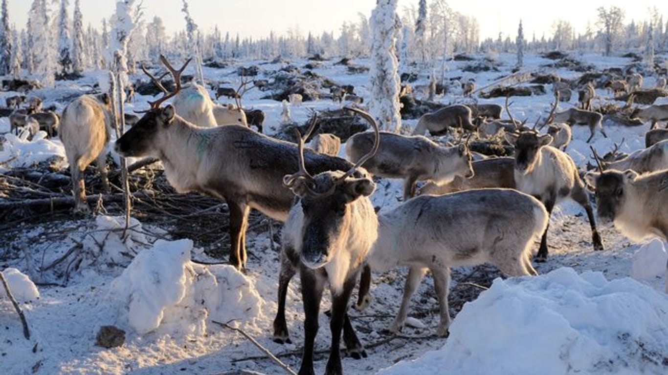 Eine Rentierherde in Lappland in Nordschweden.