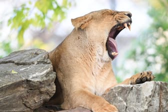 Die Löwin Zarina gähnt im Frankfurter Zoo: In Südafrika hat eine Löwin eine 22-Jährige getötet.