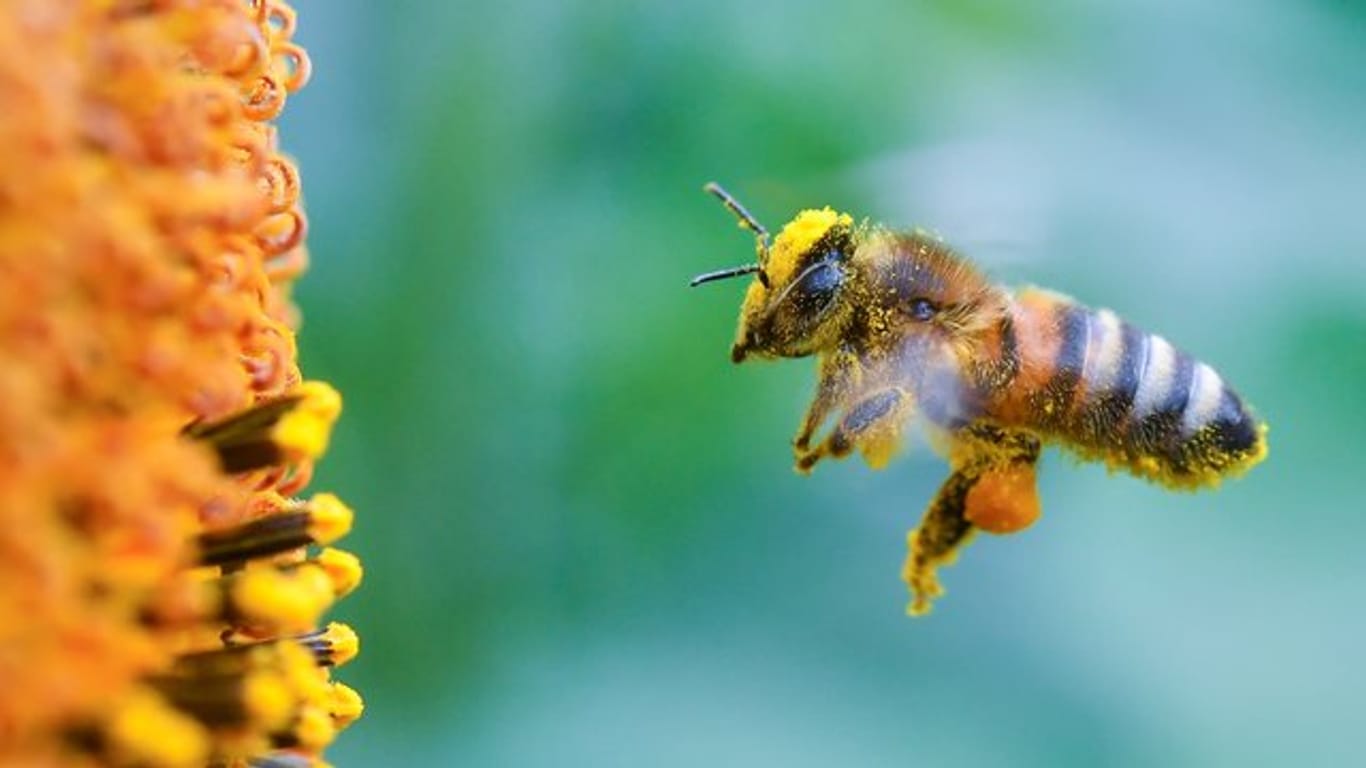 Für Wild- und Honigbienen sind sogenannte Neonicotinoide eine Gefahr.