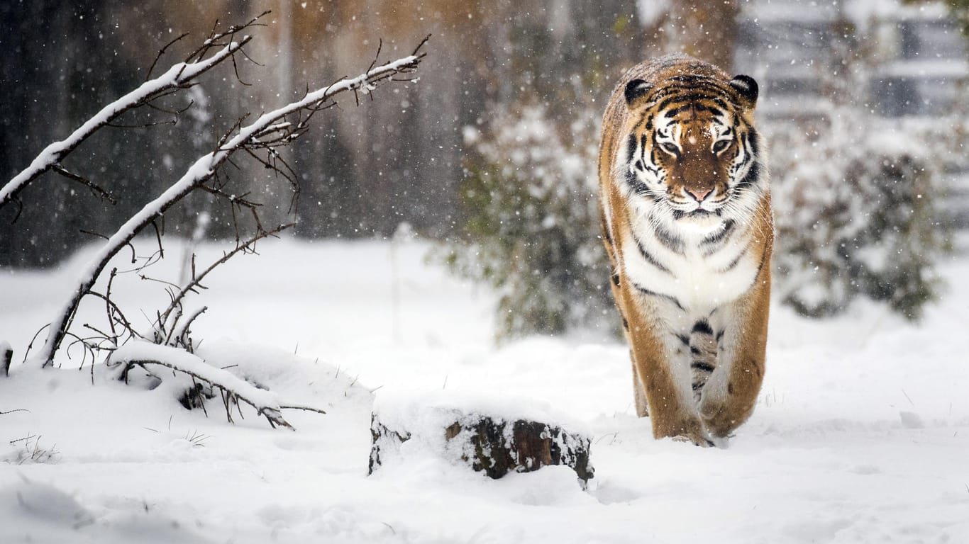 Großbritannien, South Yorkshire: Ihm macht die Kälte wenig aus: Ein Sibirischer Tiger stapft durch den Schnee im Yorkshire Wildlife Park.
