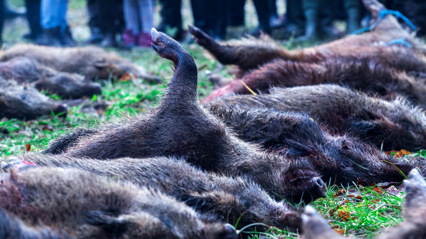 Der Bundesrat gibt das Ok, künftig auch bisher noch unter Schutz stehende Wildschweine zu jagen. Damit soll eine Ausbreitung der Schweinepest verhindert werden.