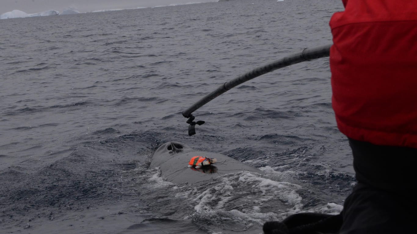 Südlicher Zwergwal Unterwasser-Kamera: mithilfe der Kamera wollen Forscher die Auswirkungen des Klimawandels erforschen.