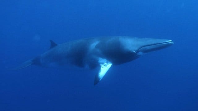 Ein Minkwal schwimmt vor dem Riff im Ozean.