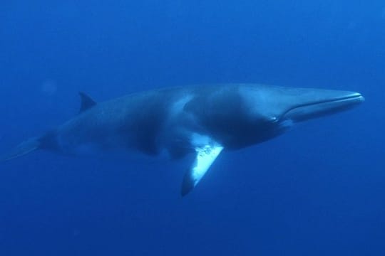 Ein Minkwal schwimmt vor dem Riff im Ozean.