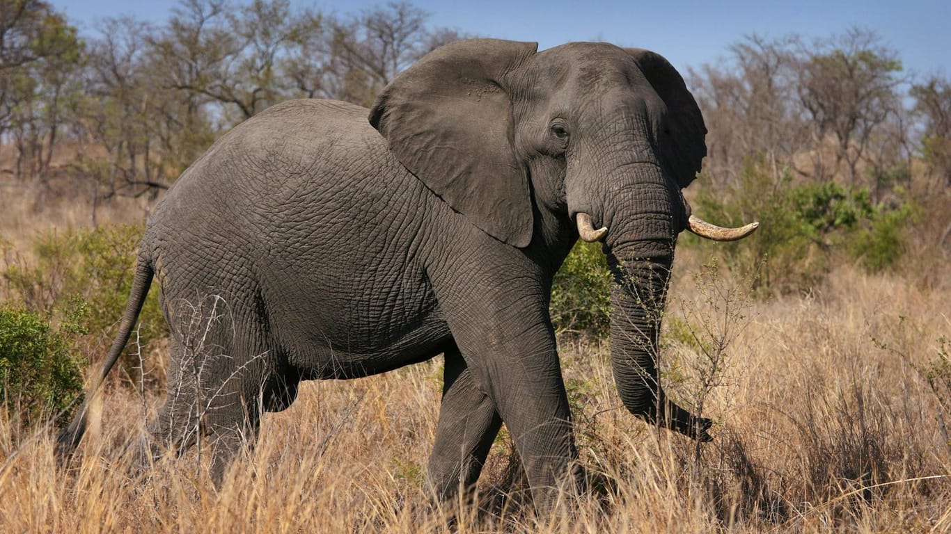 Ein Afrikanischer Elefant läuft im Kruger Nationalpark (Südafrika) über eine Wiese: Die Einfuhr von Elefantentrophäen in die USA soll in Zukunft nicht mehr pauschal verboten sein. (Archivbild)