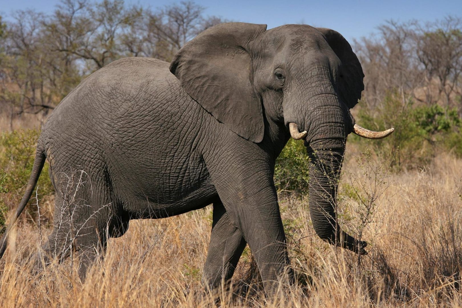 Ein Afrikanischer Elefant läuft im Kruger Nationalpark (Südafrika) über eine Wiese: Die Einfuhr von Elefantentrophäen in die USA soll in Zukunft nicht mehr pauschal verboten sein. (Archivbild)