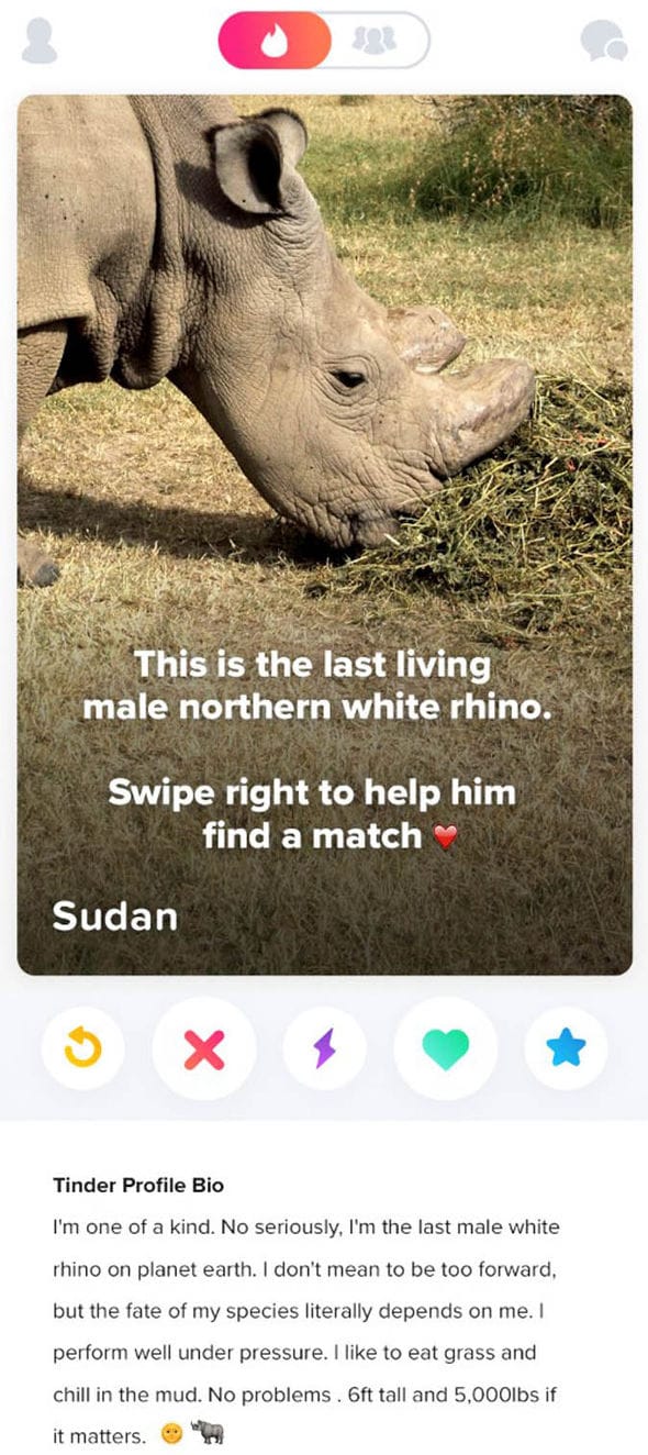Zwischen Traumprinzen und Trampeltieren auch das Nashorn: Tinder richtete ein Profil ein, um um Spenden für Sudan zu werben.
