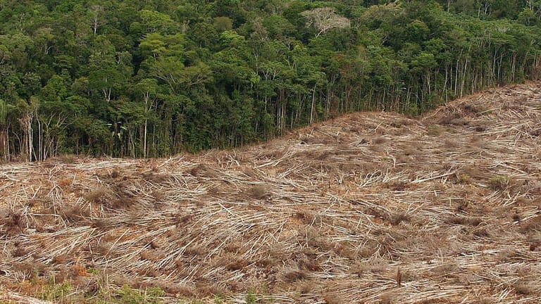 Abholzungen im brasilianischen Regenwald: Insgesamt wurde in Brasilien eine Fläche gerodet, die zweimal so groß ist wie Deutschland.