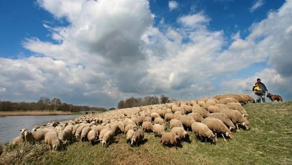 Ufer- und Naturschutz: Mit dem Rückgang der Schäferei leiden Deichpflege und Artenvielfalt.