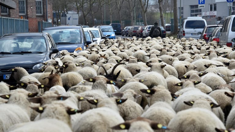 Eine Schafherde zieht mit ihrem Schäfer durch eine belebte Straße zu neuen Weidegründen. Die deutschen Schäfer wollen zu einer Demo noch Berlin ziehen und erhoffen sich einen Aufbruch für die Zunft in der Krise.