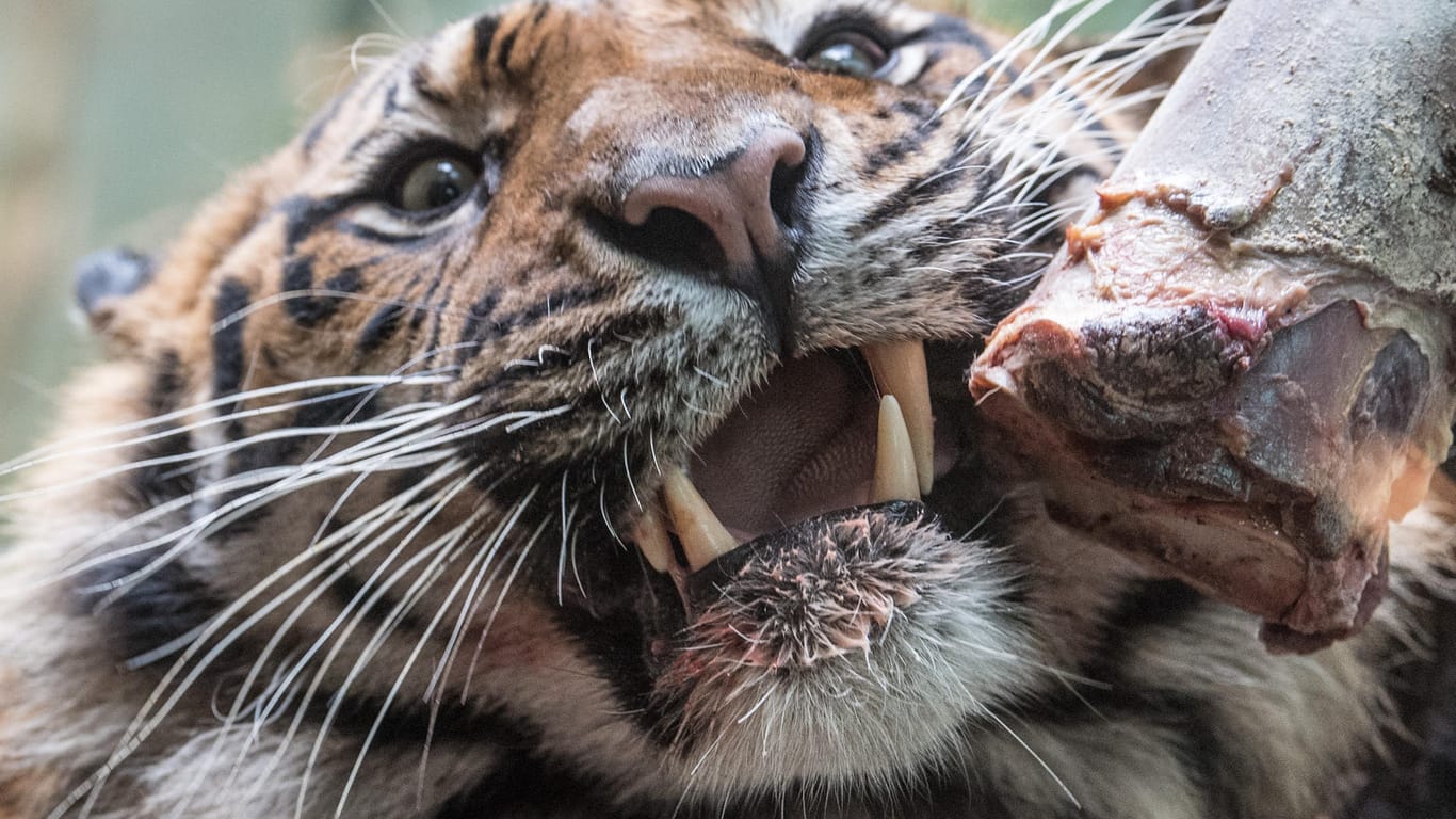 Gefährliche Großkatze. Auf der Insel Sumatra leben noch rund 500 Tiger. Die Art ist vom Aussterben bedroht.