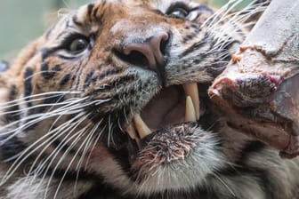 Gefährliche Großkatze. Auf der Insel Sumatra leben noch rund 500 Tiger. Die Art ist vom Aussterben bedroht.