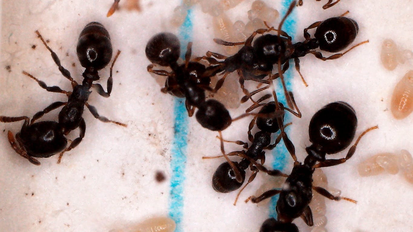 Ameisen: Eine Kolonie der Sklavenhalter Ameisenart Temnothorax americanus mit Temnothorax longispinosus Ameisen, die für sie die Brutpflege übernehmen müssen.