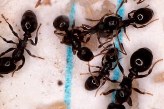 Ameisen: Eine Kolonie der Sklavenhalter Ameisenart Temnothorax americanus mit Temnothorax longispinosus Ameisen, die für sie die Brutpflege übernehmen müssen.