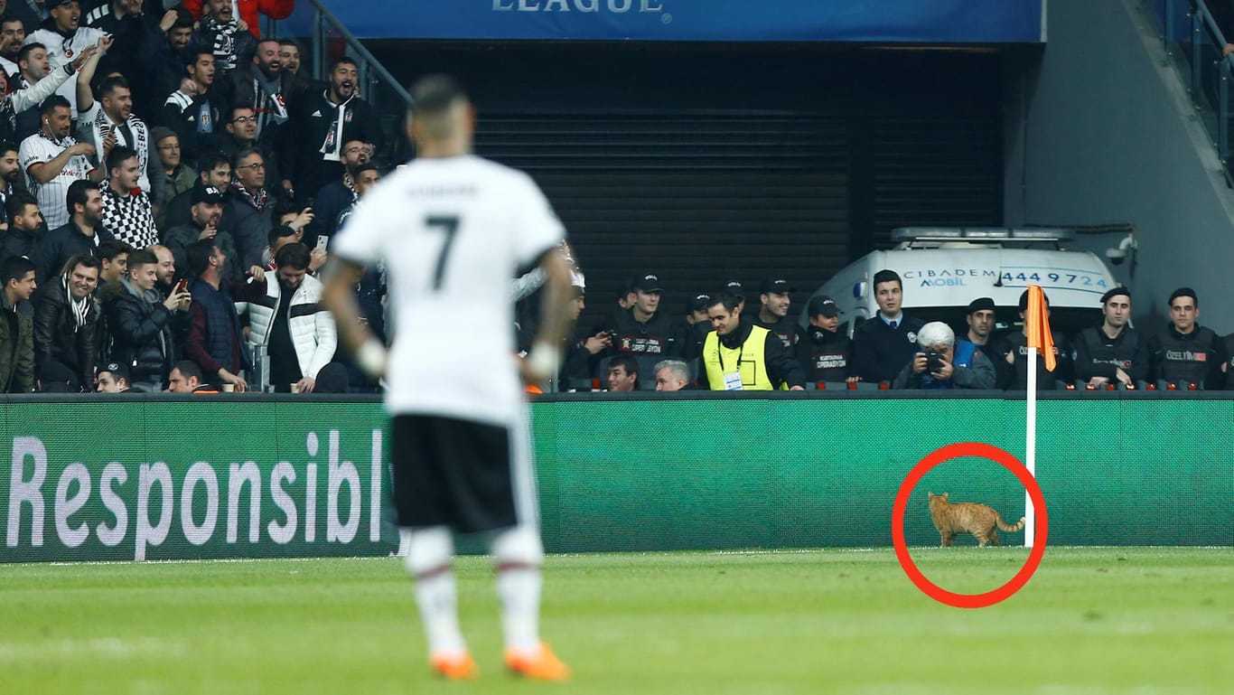 Champions League: Ricardo Quaresma (im Vordergrund) ist genervt, die Fans bejubeln den Auftritt der Katze.
