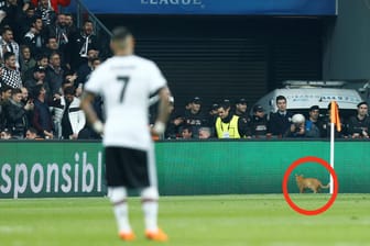 Champions League: Ricardo Quaresma (im Vordergrund) ist genervt, die Fans bejubeln den Auftritt der Katze.