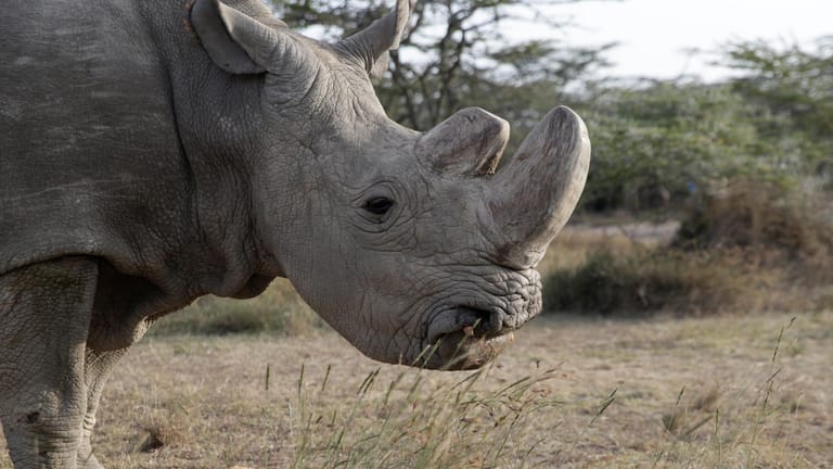 "Sudan" im Ol-Pejeta-Reservat in Kenia: Das Nördliche Breitmaulnashorn (auch als "Weißes Nashorn" bekannt) war das letzte männliche Exemplar seiner Art.